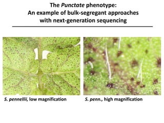 The Punctate phenotype:
An example of bulk-segregant approaches
with next-generation sequencing
S. pennellii, low magnification S. penn., high magnification
 