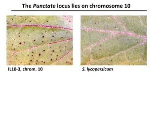 The Punctate locus lies on chromosome 10
S. lycopersicumIL10-3, chrom. 10
 