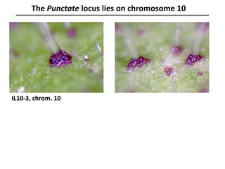 The Punctate locus lies on chromosome 10
IL10-3, chrom. 10
 