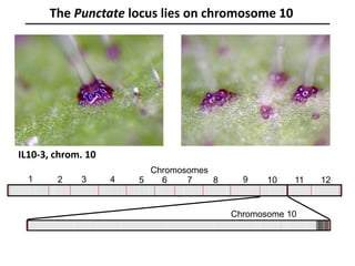 The Punctate locus lies on chromosome 10
IL10-3, chrom. 10
Chromosomes
1 2 3 4 5 6 7 8 9 10 11 12
Chromosome 10
 