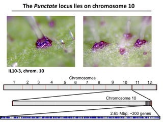 The Punctate locus lies on chromosome 10
IL10-3, chrom. 10
Chromosomes
1 2 3 4 5 6 7 8 9 10 11 12
Chromosome 10
2.65 Mbp; ~300 genes
 