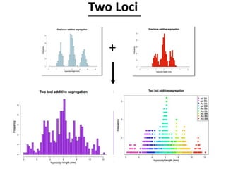 Two Loci
+
 