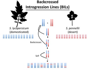 X
…
S. lycopersicum
(domesticated)
S. pennellii
(desert)
Backcrossed
Introgression Lines (BILs)
Backcrosses
Self
 