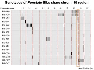 BIL-460
BIL-430
BIL-263
BIL-274
BIL-202
BIL-040
BIL-218
BIL-176
BIL-466
BIL-405
BIL-057
BIL-194
BIL-376
BIL-232
BIL-127
BIL-347
1 2 3 4 5 6 7 8 9 10 11 12Chromosome
Genotypes of Punctate BILs share chrom. 10 region
Aashish Ranjan
 