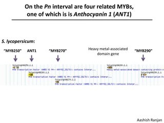 On the Pn interval are four related MYBs,
one of which is is Anthocyanin 1 (ANT1)
“MYB250” ANT1 “MYB270” Heavy metal-associated
domain gene
“MYB290”
S. lycopersicum:
Aashish Ranjan
 