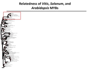 Relatedness of Vitis, Solanum, and
Arabidopsis MYBs
 
