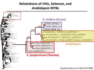 Relatedness of Vitis, Solanum, and
Arabidopsis MYBs
V. vinifera (Grape)
S. lycopersicum (Tomato)
Arabidopsis
Quattrocchio et al. Plant Cell 2006
 