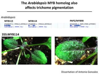 The Arabidopsis MYB homolog also
affects trichome pigmentation
Dissertation of Antonio Gonzalez
35S:MYB114
MYB113 MYB114 PAP2/MYB90
Arabidopsis
 