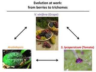 Evolution at work:
from berries to trichomes
V. vinifera (Grape)
S. lycopersicum (Tomato)Arabidopsis
 
