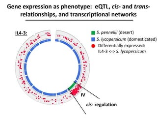 Gene expression as phenotype: eQTL, cis- and trans-
relationships, and transcriptional networks
S. pennellii (desert)
S. lycopersicum (domesticated)
IL4-3:
IV
Differentially expressed:
IL4-3 <-> S. lycopersicum
cis- regulation
 