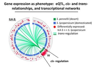 Gene expression as phenotype: eQTL, cis- and trans-
relationships, and transcriptional networks
S. pennellii (desert)
S. lycopersicum (domesticated)
IL4-3:
IV
Differentially expressed:
IL4-3 <-> S. lycopersicum
cis- regulation
trans-regulation
 
