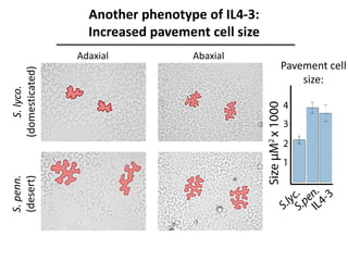 Adaxial Abaxial
S.lyco.
(domesticated)
S.penn.
(desert)
Another phenotype of IL4-3:
Increased pavement cell size
Pavement cell
size:
 