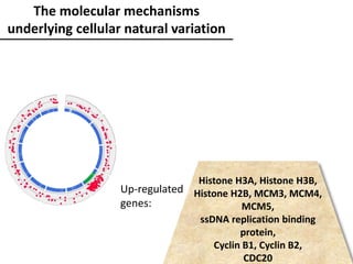 The molecular mechanisms
underlying cellular natural variation
Histone H3A, Histone H3B,
Histone H2B, MCM3, MCM4,
MCM5,
ssDNA replication binding
protein,
Cyclin B1, Cyclin B2,
CDC20
Up-regulated
genes:
 
