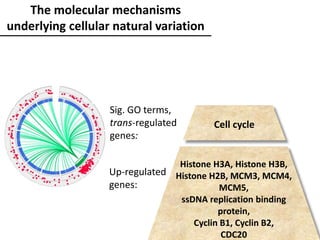 The molecular mechanisms
underlying cellular natural variation
Histone H3A, Histone H3B,
Histone H2B, MCM3, MCM4,
MCM5,
ssDNA replication binding
protein,
Cyclin B1, Cyclin B2,
CDC20
Cell cycle
Up-regulated
genes:
Sig. GO terms,
trans-regulated
genes:
 