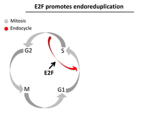 E2F promotes endoreduplication
G1
SG2
M
E2F
Mitosis
Endocycle
 
