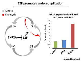 E2F promotes endoreduplication
0
0.5
1
1.5
2
2.5
3
3.5
4
4.5
SKP2A expression is reduced
in S. penn. and IL4-3
G1
SG2
M
SKP2A E2F
Mitosis
Endocycle
Expressionlevel
Lauren Headland
 