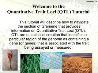 Welcome to the  Quantitative Trait Loci (QTL) Tutorial  This tutorial will describe how to navigate the section of Gramene that provides information on Quantitative Trait Loci (QTL).  QTL are a statistical creation that identifies a particular region of the genome as containing a gene (or genes) that is associated with the trait being assayed or measured.  Gramene v. 20 