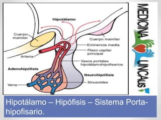 Hipotálamo – Hipófisis – Sistema Porta-
hipofisario.
 