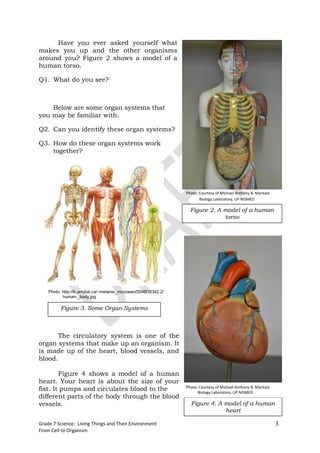 Have you ever asked yourself what
makes you up and the other organisms
around you? Figure 2 shows a model of a
human torso.

Q1. What do you see?



    Below are some organ systems that
you may be familiar with.

Q2. Can you identify these organ systems?

Q3. How do these organ systems work
    together?




                                                              Photo: Courtesy of Michael Anthony B. Mantala
                                                                     Biology Laboratory, UP NISMED

                                                                Figure 2. A model of a human
                                                                            torso




    Photo: http://fc.amdsb.ca/~melanie_mccowan/S04B36342.2/
           human-_body.jpg

         Figure 3. Some Organ Systems



       The circulatory system is one of the
organ systems that make up an organism. It
is made up of the heart, blood vessels, and
blood.

        Figure 4 shows a model of a human
heart. Your heart is about the size of your
fist. It pumps and circulates blood to the                    Photo: Courtesy of Michael Anthony B. Mantala
                                                                    Biology Laboratory, UP NISMED
different parts of the body through the blood
vessels.                                                        Figure 4. A model of a human
                                                                            heart

Grade 7 Science: Living Things and Their Environment                                                          3
From Cell to Organism
 