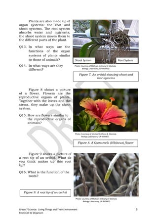 Plants are also made up of
organ systems: the root and
shoot systems. The root system
absorbs water and nutrients;
the shoot system moves them to
the different parts of the plant.

Q13. In what ways are the
     functions of the organ
     systems of plants similar
     to those of animals?                         Shoot System                                    Root System
Q14. In what ways are they                       Photo: Courtesy of Michael Anthony B. Mantala
     different?                                          Biology Laboratory, UP NISMED

                                                       Figure 7. An orchid showing shoot and
                                                                    root systems


      Figure 8 shows a picture
of a flower. Flowers are the
reproductive organs of plants.
Together with the leaves and the
stems, they make up the shoot
system.

Q15. How are flowers similar to
     the reproductive organs of
     animals?


                                                 Photo: Courtesy of Michael Anthony B. Mantala
                                                        Biology Laboratory, UP NISMED


                                                       Figure 8. A Gumamela (Hibiscus) flower


      Figure 9 shows a picture of
a root tip of an orchid. What do
you think makes up this root
tip?

Q16. What is the function of the
     roots?




    Figure 9. A root tip of an orchid

                                                  Photo: Courtesy of Michael Anthony B. Mantala
                                                          Biology Laboratory, UP NISMED


Grade 7 Science: Living Things and Their Environment                                                            5
From Cell to Organism
 