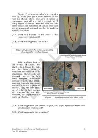 Figure 10 shows a model of a section of a
root tip. When you get a small section of the
root tip shown above and view it under a
microscope, you will see that it is made up of
many layers of tissues. You will also see that
these tissues are composed of similar cells that
are arranged and grouped together to perform
specific functions.

Q17. What will happen to the roots if the
     tissues were damaged?

Q18. What will happen to the plant?



      Figure 10. A model of a section of a root tip
            showing different plant tissues
                                                                           Photo: Courtesy of Michael Anthony B. Mantala
                                                                                   Biology Laboratory, UP NISMED



      Take a closer look at
the models of animal and
plant cells in Figure 11. Cells
are the basic units of
structure and function of all
organisms. These cells are
grouped together to form
more complex structures:
tissues, organs, and organs
systems. Animals and plants
are very different organisms;
and yet, they are both made                   Animal Cell                                              Plant Cell
up of cells. In fact, as you
will discover in the next                    Photo: Courtesy of Michael Anthony B. Mantala
                                                    Biology Laboratory, UP NISMED
modules, all organisms are
made up of cells.                               Figure 11. Models of animal and plant cells



Q19. What happens to the tissues, organs, and organ systems if these cells
     are damaged or diseased?

Q20. What happens to the organism?




Grade 7 Science: Living Things and Their Environment                                                                 6
From Cell to Organism
 
