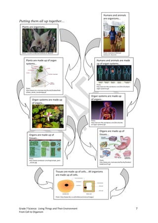 Humans and animals
                                                                                                                      are organisms...
Putting them all up together…
  Plants are organisms...




  Photo: Courtesy of Michael Anthony B. Mantala                                                                       Photo: Courtesy of Michael
                                                                                                                      Anthony B. Mantala


       Plants are made up of organ                                                                          Humans and animals are made
       systems...                                                                                           up of organ systems...




                                                                                                            Photo:
                                                                                                            http://aarcaro.files.wordpress.com/2011/01/dwa5-
       Photo:                                                                                               organ-systems2.gif
       http://www.emc.maricopa.edu/faculty/farabee/biob
       k/bean_whole_morphology.gif

                                                                                                     Organ systems are made up
                Organ systems are made up                                                            of organs...
                of organs...




                                                                                                     Photo:
                                                                                                     http://aarcaro.files.wordpress.com/2011/01/dw
                                                                                                     a5-organ-systems2.gif



                                                                                                                 Organs are made up of
            Organs are made up of                                                                                tissues...
            tissues...




            Photo:
            http://www.tantebazar.com/imgx/simple_plant                                                          Photo:
            _tissues.jpg                                                                                         http://www.emc.maricopa.edu/faculty/farabee/
                                                                                                                 biobk/stomTS.gif



                                                  Tissues are made up of cells... All organisms
                                                  are made up of cells.




                                                  Photo: http://www.bbc.co.uk/ks3bitesize/science/images/




Grade 7 Science: Living Things and Their Environment                                                                                                            7
From Cell to Organism
 