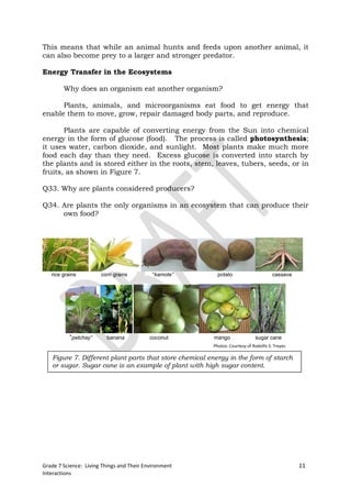 This means that while an animal hunts and feeds upon another animal, it
can also become prey to a larger and stronger predator.

Energy Transfer in the Ecosystems

        Why does an organism eat another organism?

      Plants, animals, and microorganisms eat food to get energy that
enable them to move, grow, repair damaged body parts, and reproduce.

       Plants are capable of converting energy from the Sun into chemical
energy in the form of glucose (food). The process is called photosynthesis;
it uses water, carbon dioxide, and sunlight. Most plants make much more
food each day than they need. Excess glucose is converted into starch by
the plants and is stored either in the roots, stem, leaves, tubers, seeds, or in
fruits, as shown in Figure 7.

Q33. Why are plants considered producers?

Q34. Are plants the only organisms in an ecosystem that can produce their
     own food?




   rice grains         corn grains          “kamote”      potato                      cassava




           “petchay”     banana            coconut      mango                sugar cane
                                                        Photos: Courtesy of Rodolfo S. Treyes

   Figure 7. Different plant parts that store chemical energy in the form of starch
   or sugar. Sugar cane is an example of plant with high sugar content.




Grade 7 Science: Living Things and Their Environment                                            11
Interactions
 