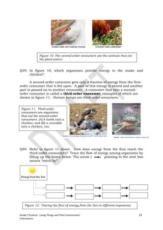 Snake eats corn-eating mouse                        Chicken eats caterpillar


                Figure 10. The second-order consumers are the animals that eat
                the plant-eaters.


Q39. In figure 10, which organisms provide energy to the snake and
     chicken?

       A second-order consumer gets only a fraction of energy from the first-
order consumer that it fed upon. A part of this energy is stored and another
part is passed on to another consumer. A consumer that eats a second-
order consumer is called a third-order consumer, examples of which are
shown in figure 11. Human beings are third-order consumers.


 Figure 11. Third-order
 consumers are organisms
 that eat the second-order
 consumers. (A) A hawk eats a
 chicken; and (B) a crocodile
 eats a chicken, too.

                                               A                                                  B
                                     Source: http://guysagi.wordpress.com/2011/02/28/mean-bird/
                                                                                                  Source: http://roryheadmav.multiply.com/journal




Q40. Refer to figure 11 above. How does energy from the Sun reach the
     third-order consumers? Trace the flow of energy among organisms by
     filling up the boxes below. The arrow (   ) pointing to the next box
     means “eaten by”.




    Figure 12. Tracing the flow of energy from the Sun to different organisms.


Grade 7 Science: Living Things and Their Environment                                                                               13
Interactions
 