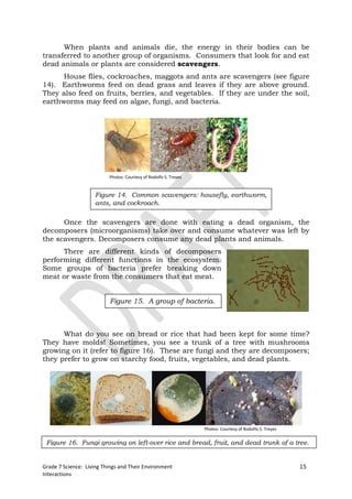 When plants and animals die, the energy in their bodies can be
transferred to another group of organisms. Consumers that look for and eat
dead animals or plants are considered scavengers.
      House flies, cockroaches, maggots and ants are scavengers (see figure
14). Earthworms feed on dead grass and leaves if they are above ground.
They also feed on fruits, berries, and vegetables. If they are under the soil,
earthworms may feed on algae, fungi, and bacteria.




                          Photos: Courtesy of Rodolfo S. Treyes


                    Figure 14. Common scavengers: housefly, earthworm,
                    ants, and cockroach.

      Once the scavengers are done with eating a dead organism, the
decomposers (microorganisms) take over and consume whatever was left by
the scavengers. Decomposers consume any dead plants and animals.
      There are different kinds of decomposers
performing different functions in the ecosystem.
Some groups of bacteria prefer breaking down
meat or waste from the consumers that eat meat.


                          Figure 15. A group of bacteria.



      What do you see on bread or rice that had been kept for some time?
They have molds! Sometimes, you see a trunk of a tree with mushrooms
growing on it (refer to figure 16). These are fungi and they are decomposers;
they prefer to grow on starchy food, fruits, vegetables, and dead plants.




                                                                  Photos: Courtesy of Rodolfo S. Treyes

 Figure 16. Fungi growing on left-over rice and bread, fruit, and dead trunk of a tree.


Grade 7 Science: Living Things and Their Environment                                                      15
Interactions
 