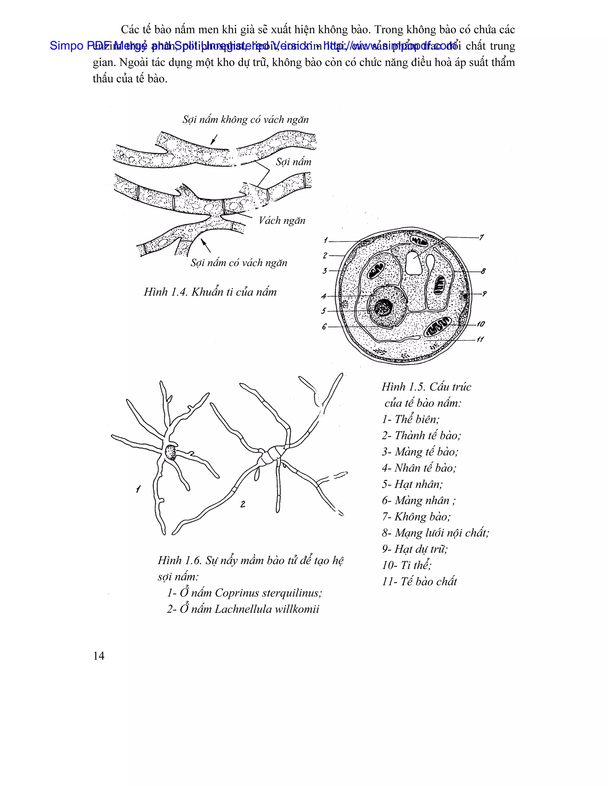 Caïc tãú baìo náúm men khi giaì seî xuáút hiãûn khäng baìo. Trong khäng baìo coï chæïa caïc
Simpo PDF Merge and Split Unregistered Version - http://www.simpopdf.com i cháút trung
       enzim thuyí phán, poliphosphat, lipoit, ion kim loaûi, caïc saín pháøm trao âäø
       gian. Ngoaìi taïc duûng mäüt kho dæû træî, khäng baìo coìn coï chæïc nàng âiãöu hoaì aïp suáút tháøm
       tháúu cuía tãú baìo.


                              Såüi náúm khäng coï vaïch ngàn


                                                     Såüi náúm




                                                Vaïch ngàn


                                Såüi náúm coï vaïch ngàn

                     Hçnh 1.4. Khuáøn ti cuía náúm




                                                                            Hçnh 1.5. Cáúu truïc
                                                                             cuía tãú baìo náúm:
                                                                            1- Thãø biãn;
                                                                            2- Thaình tãú baìo;
                                                                            3- Maìng tãú baìo;
                                                                            4- Nhán tãú baìo;
                                                                            5- Haût nhán;
                                                                            6- Maìng nhán ;
                                                                            7- Khäng baìo;
                                                                            8- Maûng læåïi näüi cháút;
                                                                            9- Haût dæû træî;
                        Hçnh 1.6. Sæû náøy máöm baìo tæí âãø taûo hãû       10- Ti thãø;
                        såüi náúm:                                          11- Tãú baìo cháút
                          1- ÅÍ náúm Coprinus sterquilinus;
                          2- ÅÍ náúm Lachnellula willkomii


         14
 