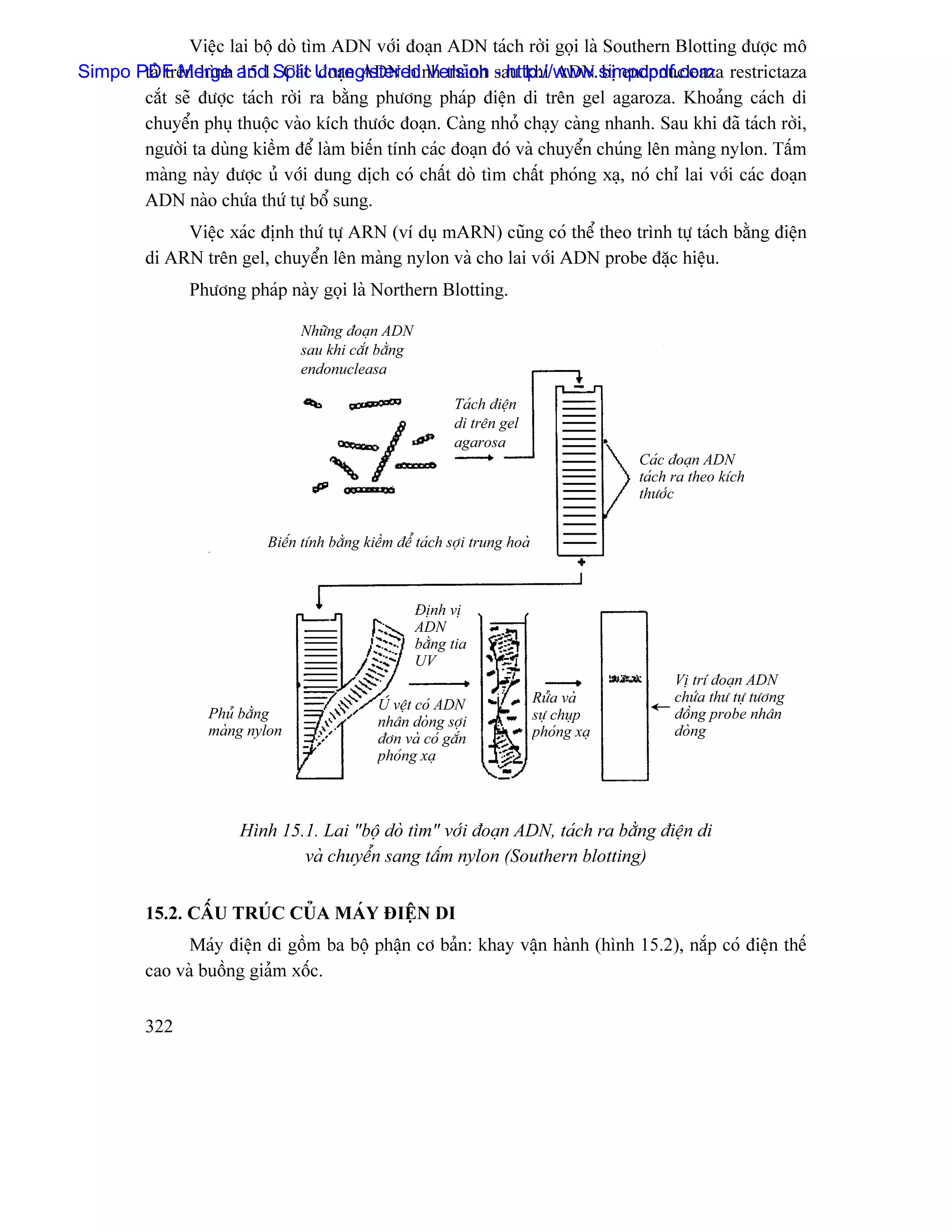 Viãûc lai bäü doì tçm ADN våïi âoaûn ADN taïch råìi goüi laì Southern Blotting âæåüc mä
Simpo PDF Merge and Split Unregistered Version sau khi ADN bë endonucleaza restrictaza
       taí trãn hçnh 15.1. Caïc âoaûn ADN hçnh thaình - http://www.simpopdf.com
       càõt seî âæåüc taïch råìi ra bàòng phæång phaïp âiãûn di trãn gel agaroza. Khoaíng caïch di
       chuyãøn phuû thuäüc vaìo kêch thæåïc âoaûn. Caìng nhoí chaûy caìng nhanh. Sau khi âaî taïch råìi,
       ngæåìi ta duìng kiãöm âãø laìm biãún tênh caïc âoaûn âoï vaì chuyãøn chuïng lãn maìng nylon. Táúm
       maìng naìy âæåüc uí våïi dung dëch coï cháút doì tçm cháút phoïng xaû, noï chè lai våïi caïc âoaûn
       ADN naìo chæïa thæï tæû bäø sung.
              Viãûc xaïc âënh thæï tæû ARN (vê duû mARN) cuîng coï thãø theo trçnh tæû taïch bàòng âiãûn
         di ARN trãn gel, chuyãøn lãn maìng nylon vaì cho lai våïi ADN probe âàûc hiãûu.
                Phæång phaïp naìy goüi laì Northern Blotting.

                                 Nhæîng âoaûn ADN
                                 sau khi càõt bàòng
                                 endonucleasa

                                                             Taïch âiãûn
                                                             di trãn gel
                                                             agarosa
                                                                                            Caïc âoaûn ADN
                                                                                            taïch ra theo kêch
                                                                                            thæåïc


                           Biãún tênh bàòng kiãöm âãø taïch såüi trung hoaì



                                                      Âënh vë
                                                      ADN
                                                      bàòng tia
                                                      UV
                                                                                                  Vë trê âoaûn ADN
                                               UÍ vãût coï ADN                Ræía vaì            chæïa thæ tæû tæång
                  Phuí bàòng                                                  sæû chuûp           âäöng probe nhán
                                               nhán doìng såüi
                  maìng nylon                                                 phoïng xaûû         doìng
                                               âån vaì coï gàõn
                                               phoïng xaû



                       Hçnh 15.1. Lai “bäü doì tçm” våïi âoaûn ADN, taïch ra bàòng âiãûn di
                               vaì chuyãøn sang táúm nylon (Southern blotting)


         15.2. CÁÚU TRUÏC CUÍA MAÏY ÂIÃÛN DI
               Maïy âiãûn di gäöm ba bäü pháûn cå baín: khay váûn haình (hçnh 15.2), nàõp coï âiãûn thãú
         cao vaì buäöng giaím xäúc.

         322
 