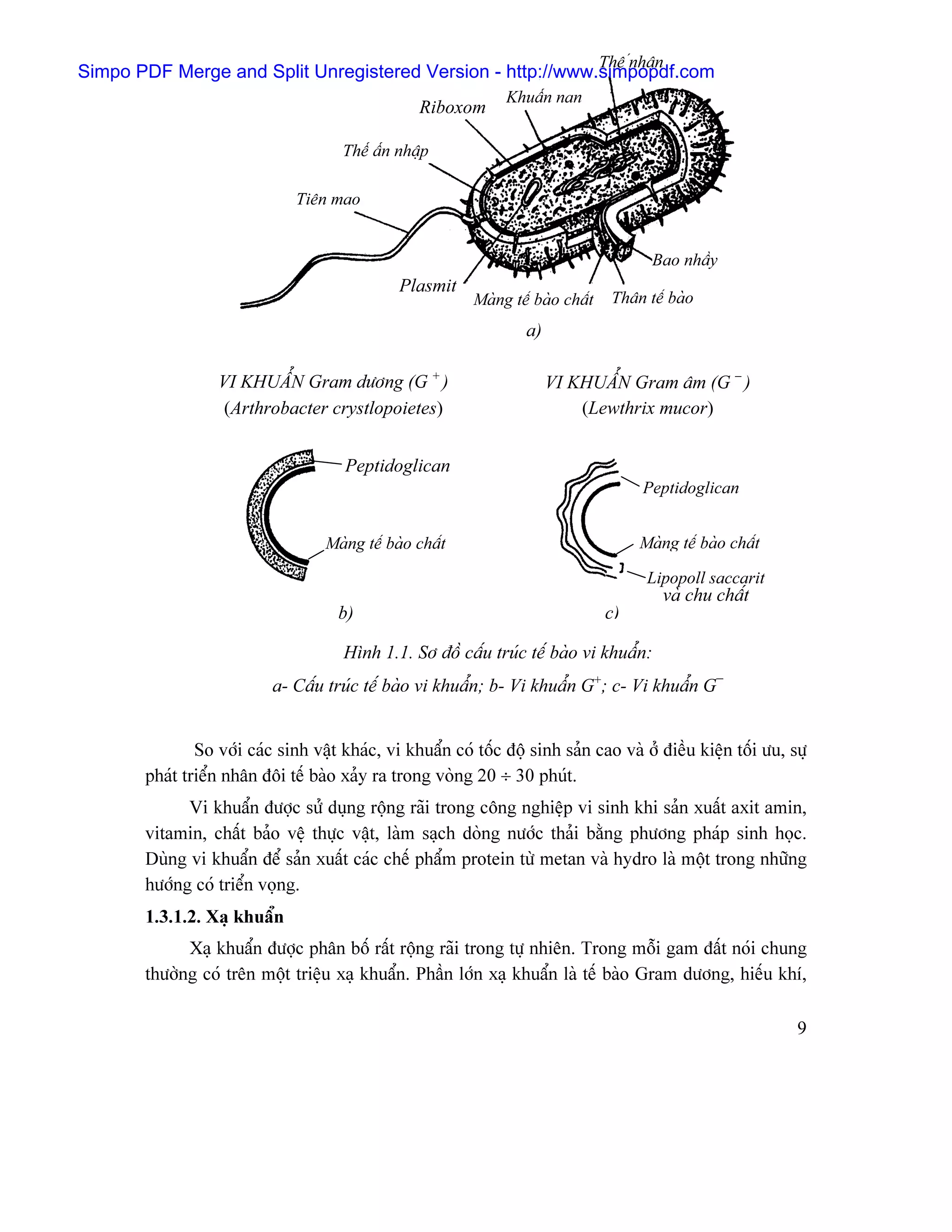 Thã únhán
Simpo PDF Merge and Split Unregistered Version - http://www.simpopdf.com
                                                                Khuáøn nan
                                                  Riboxom

                                      Thãø áøn nháûp

                               Tiãn mao


                                                                                         Bao nháöy
                                               Plasmit
                                                           Maìng tãú baìo cháút    Thán tãú baìo
                                                                    a)

                  VI KHUÁØN Gram dæång (G + )                            VI KHUÁØN Gram ám (G − )
                   (Arthrobacter crystlopoietes)                             (Lewthrix mucor)


                                       Peptidoglican
                                                                                        Peptidoglican


                                   Maìng tãú baìo cháút                                Maìng tãú baìo cháút

                                                                                        Lipopoll saccarit
                                                                                           vaì chu cháút
                                     b)                                           c)

                                      Hçnh 1.1. Så âäö cáúu truïc tãú baìo vi khuáøn:
                           a- Cáúu truïc tãú baìo vi khuáøn; b- Vi khuáøn G+; c- Vi khuáøn G−


               So våïi caïc sinh váût khaïc, vi khuáøn coï täúc âäü sinh saín cao vaì åí âiãöu kiãûn täúi æu, sæû
       phaït triãøn nhán âäi tãú baìo xaíy ra trong voìng 20 ÷ 30 phuït.
             Vi khuáøn âæåüc sæí duûng räüng raîi trong cäng nghiãûp vi sinh khi saín xuáút axit amin,
       vitamin, cháút baío vãû thæûc váût, laìm saûch doìng næåïc thaíi bàòng phæång phaïp sinh hoüc.
       Duìng vi khuáøn âãø saín xuáút caïc chãú pháøm protein tæì metan vaì hydro laì mäüt trong nhæîng
       hæåïng coï triãøn voüng.
       1.3.1.2. Xaû khuáøn
             Xaû khuáøn âæåüc phán bäú ráút räüng raîi trong tæû nhiãn. Trong mäùi gam âáút noïi chung
       thæåìng coï trãn mäüt triãûu xaû khuáøn. Pháön låïn xaû khuáøn laì tãú baìo Gram dæång, hiãúu khê,

                                                                                                               9
 