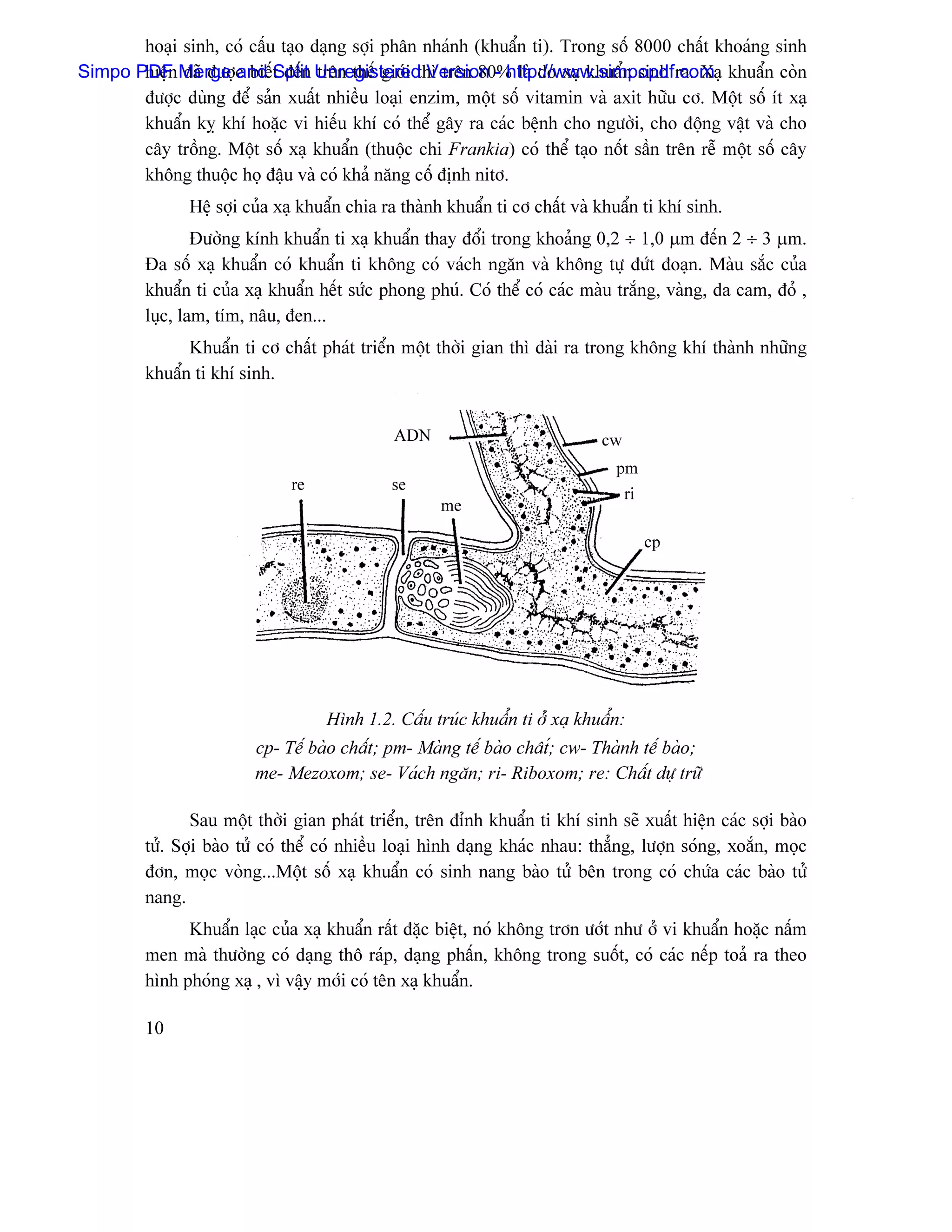 hoaûi sinh, coï cáúu taûo daûng såüi phán nhaïnh (khuáøn ti). Trong säú 8000 cháút khoaïng sinh
Simpo PDF Merge c biãút âãún Unregistered Version - http://www.simpopdf.com khuáøn coìn
       hiãûn âaî âæåü and Split trãn thãú giåïi thç trãn 80% laì do xaû khuáøn sinh ra. Xaû
       âæåüc duìng âãø saín xuáút nhiãöu loaûi enzim, mäüt säú vitamin vaì axit hæîu cå. Mäüt säú êt xaû
       khuáøn kyñ khê hoàûc vi hiãúu khê coï thãø gáy ra caïc bãûnh cho ngæåìi, cho âäüng váût vaì cho
       cáy träöng. Mäüt säú xaû khuáøn (thuäüc chi Frankia) coï thãø taûo näút sáön trãn rãù mäüt säú cáy
       khäng thuäüc hoü âáûu vaì coï khaí nàng cäú âënh nitå.
                Hãû såüi cuía xaû khuáøn chia ra thaình khuáøn ti cå cháút vaì khuáøn ti khê sinh.
                 Âæåìng kênh khuáøn ti xaû khuáøn thay âäøi trong khoaíng 0,2 ÷ 1,0 µm âãún 2 ÷ 3 µm.
         Âa säú xaû khuáøn coï khuáøn ti khäng coï vaïch ngàn vaì khäng tæû âæït âoaûn. Maìu sàõc cuía
         khuáøn ti cuía xaû khuáøn hãút sæïc phong phuï. Coï thãø coï caïc maìu tràõng, vaìng, da cam, âoí ,
         luûc, lam, têm, náu, âen...
               Khuáøn ti cå cháút phaït triãøn mäüt thåìi gian thç daìi ra trong khäng khê thaình nhæîng
         khuáøn ti khê sinh.


                                               ADN                             cw
                                                                                 pm
                               re              se
                                                                                    ri
                                                      me

                                                                                         cp




                                     Hçnh 1.2. Cáúu truïc khuáøn ti åí xaû khuáøn:
                          cp- Tãú baìo cháút; pm- Maìng tãú baìo chátú; cw- Thaình tãú baìo;
                          me- Mezoxom; se- Vaïch ngàn; ri- Riboxom; re: Cháút dæû træî

                Sau mäüt thåìi gian phaït triãøn, trãn âènh khuáøn ti khê sinh seî xuáút hiãûn caïc såüi baìo
         tæí. Såüi baìo tæí coï thãø coï nhiãöu loaûi hçnh daûng khaïc nhau: thàóng, læåün soïng, xoàõn, moüc
         âån, moüc voìng...Mäüt säú xaû khuáøn coï sinh nang baìo tæí bãn trong coï chæïa caïc baìo tæí
         nang.
               Khuáøn laûc cuía xaû khuáøn ráút âàûc biãût, noï khäng trån æåït nhæ åí vi khuáøn hoàûc náúm
         men maì thæåìng coï daûng thä raïp, daûng pháún, khäng trong suäút, coï caïc nãúp toaí ra theo
         hçnh phoïng xaû , vç váûy måïi coï tãn xaû khuáøn.

         10
 
