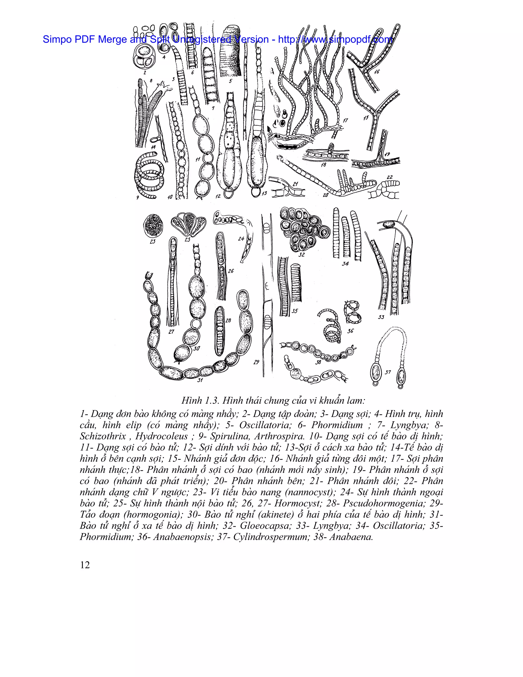 Simpo PDF Merge and Split Unregistered Version - http://www.simpopdf.com




                                    Hçnh 1.3. Hçnh thaïi chung cuía vi khuáøn lam:
       1- Daûng âån baìo khäng coï maìng nháöy; 2- Daûng táûp âoaìn; 3- Daûng såüi; 4- Hçnh truû, hçnh
       cáöu, hçnh elip (coï maìng nháöy); 5- Oscillatoria; 6- Phormidium ; 7- Lyngbya; 8-
       Schizothrix , Hydrocoleus ; 9- Spirulina, Arthrospira. 10- Daûng såüi coï tãú baìo dë hçnh;
       11- Daûng såüi coï baìo tæí; 12- Såüi dênh våïi baìo tæí; 13-Såüi åí caïch xa baìo tæí; 14-Tãú baìo dë
       hçnh åí bãn caûnh såüi; 15- Nhaïnh giaí âån âäüc; 16- Nhaïnh giaí tæìng âäi mäüt; 17- Såüi phán
       nhaïnh thæûc;18- Phán nhaïnh åí såüi coï bao (nhaïnh måïi náøy sinh); 19- Phán nhaïnh åí såüi
       coï bao (nhaïnh âaî phaït triãøn); 20- Phán nhaïnh bãn; 21- Phán nhaïnh âäi; 22- Phán
       nhaïnh daûng chæî V ngæåüc; 23- Vi tiãøu baìo nang (nannocyst); 24- Sæû hçnh thaình ngoaûi
       baìo tæí; 25- Sæû hçnh thaình näüi baìo tæí; 26, 27- Hormocyst; 28- Pscudohormogenia; 29-
       Taío âoaûn (hormogonia); 30- Baìo tæí nghè (akinete) åí hai phêa cuía tãú baìo dë hçnh; 31-
       Baìo tæí nghè åí xa tãú baìo dë hçnh; 32- Gloeocapsa; 33- Lyngbya; 34- Oscillatoria; 35-
       Phormidium; 36- Anabaenopsis; 37- Cylindrospermum; 38- Anabaena.

       12
 
