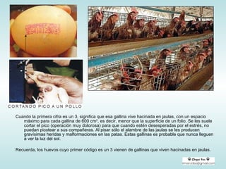 Cuando la primera cifra es un 3, significa que esa gallina vive hacinada en jaulas, con un espacio máximo para cada gallina de 600 cm 2 , es decir, menor que la superficie de un folio. Se les suele cortar el pico (operación muy dolorosa) para que cuando estén desesperadas por el estrés, no puedan picotear a sus compañeras. Al pisar sólo el alambre de las jaulas se les producen gravísimas heridas y malformaciones en las patas. Estas gallinas es probable que nunca lleguen a ver la luz del sol. Recuerda, los huevos cuyo primer código es un 3 vienen de gallinas que viven hacinadas en jaulas. 