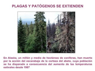 ¿Qué es el Cambio Climático?