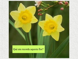 Què ens recorda aquesta flor?  