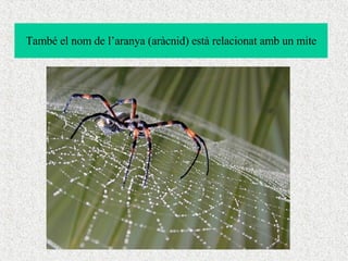 També el nom de l’aranya (aràcnid) està relacionat amb un mite 