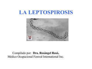 LA LEPTOSPIROSIS Compilado por:  Dra. Rosángel Rosó,  Médico Ocupacional Fenwal International Inc.  