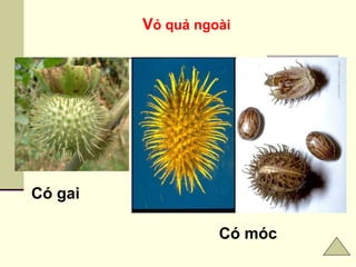 Vỏ quả ngoài
Có gai
Có móc
 