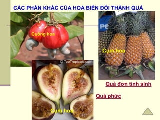 Cuống hoa
CÁC PHẦN KHÁC CỦA HOA BIẾN ĐỔI THÀNH QUẢ
Cụm hoa
Quả phức
Cụm hoa
Quả đơn tính sinh
 
