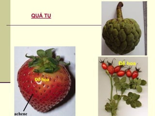 QUẢ TỤ
Đế hoa
Đế hoa
 