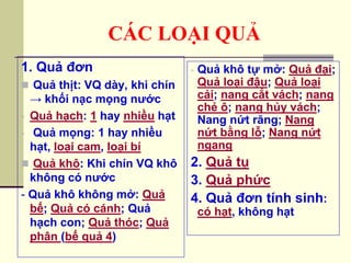CÁC LOẠI QUẢ
1. Quả đơn
 Quả thịt: VQ dày, khi chín
→ khối nạc mọng nước
- Quả hạch: 1 hay nhiều hạt
- Quả mọng: 1 hay nhiều
hạt, loại cam, loại bí
 Quả khô: Khi chín VQ khô
không có nước
- Quả khô không mở: Quả
bế; Quả có cánh; Quả
hạch con; Quả thóc; Quả
phân (bế quả 4)
- Quả khô tự mở: Quả đại;
Quả loại đậu; Quả loại
cải; nang cắt vách; nang
chẻ ô; nang hủy vách;
Nang nứt răng; Nang
nứt bằng lỗ; Nang nứt
ngang
2. Quả tụ
3. Quả phức
4. Quả đơn tính sinh:
có hạt, không hạt
 