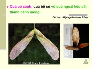  Quả có cánh: quả bế có vỏ quả ngoài kéo dài
thành cánh mỏng
Dùi đục - Hiptage boniana P.Dop.
 