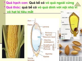 * Quả hạch con: Quả bế có vỏ quả ngoài cứng
* Quả thóc: quả bế có vỏ quả dính với nội nhũ vì
vỏ hạt bị tiêu mất
 
