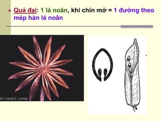  Quả đại: 1 lá noãn, khi chín mở = 1 đường theo
mép hàn lá noãn
 