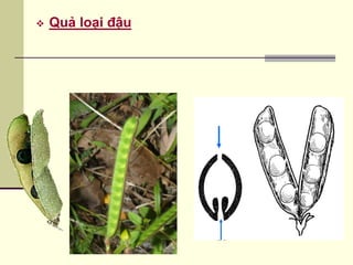  Quả loại đậu
 