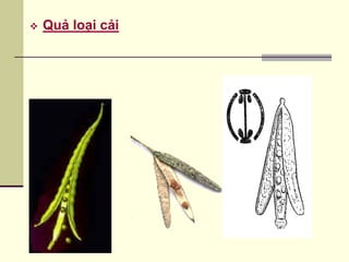  Quả loại cải
 
