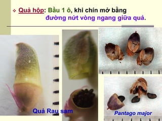  Quả hộp: Bầu 1 ô, khi chín mở bằng
đường nứt vòng ngang giữa quả.
Quả Rau sam Pantago major
 