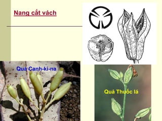 Nang cắt vách
Quả Canh-ki-na
Quả Thuốc lá
 